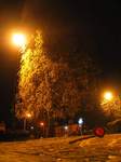 15576 Cone and tree in yellow street light.jpg